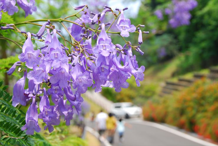 神秘の花 ジャカランダって何 宮崎県日南市 ほっと にちなんくしま